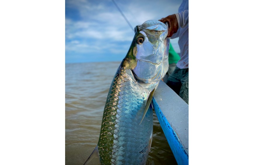 Tarpon